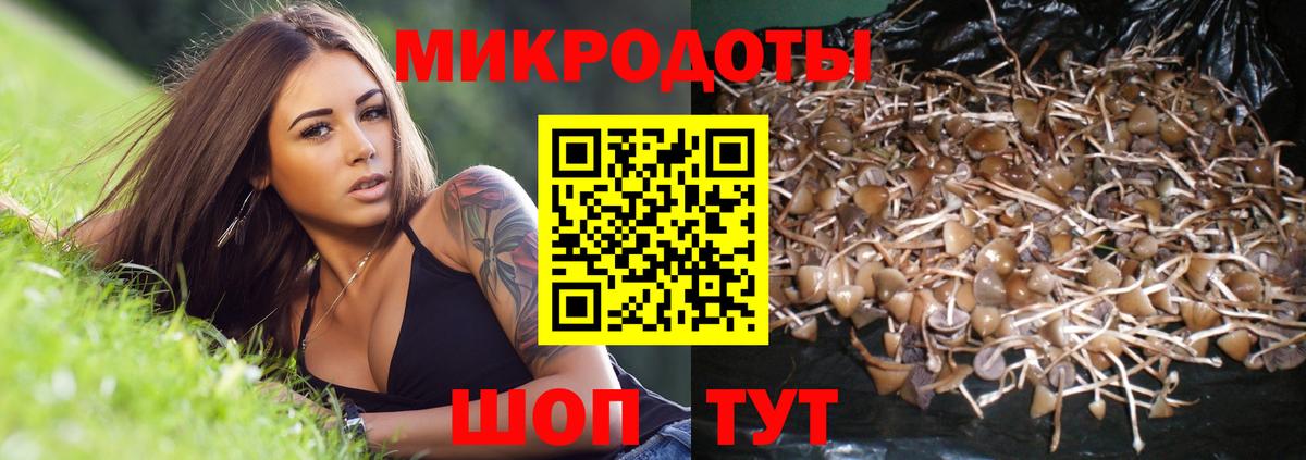 купить закладку  Галлюциногенные грибы GOLDEN TEACHER  Вход с VPN  Псилоцибиновые грибы Magic Shrooms  Новоалександровск 
